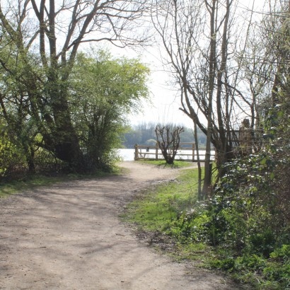 Tree lined path leading to a lake